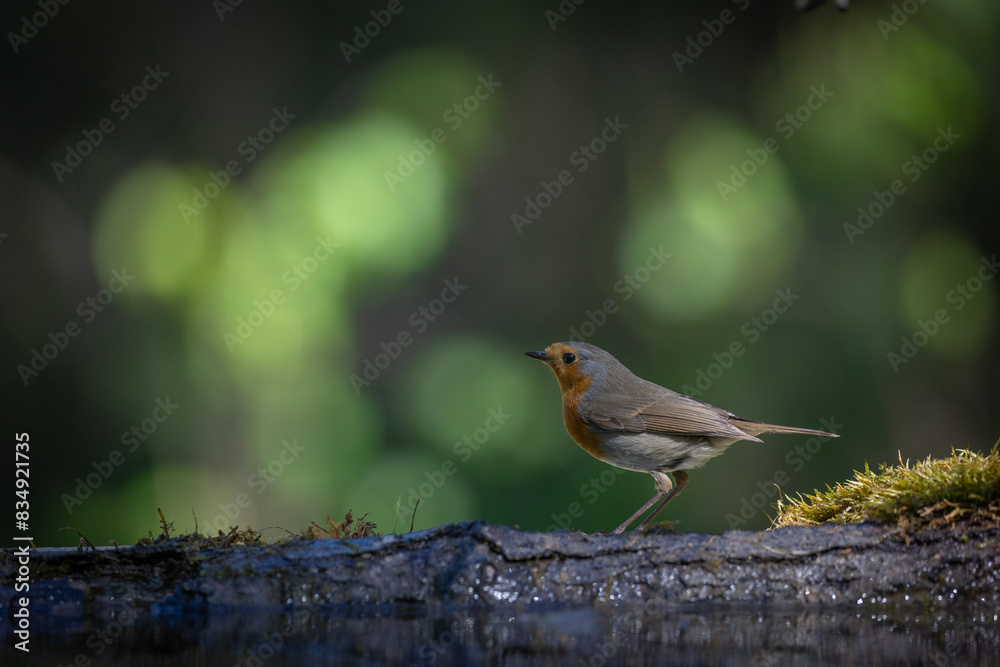 Bird Robin Erithacus rubecula, small bird in forest puddle, spring time in Poland Europe Bird Robin Erithacus rubecula, small bird in forest puddle, spring time in Poland Europe
