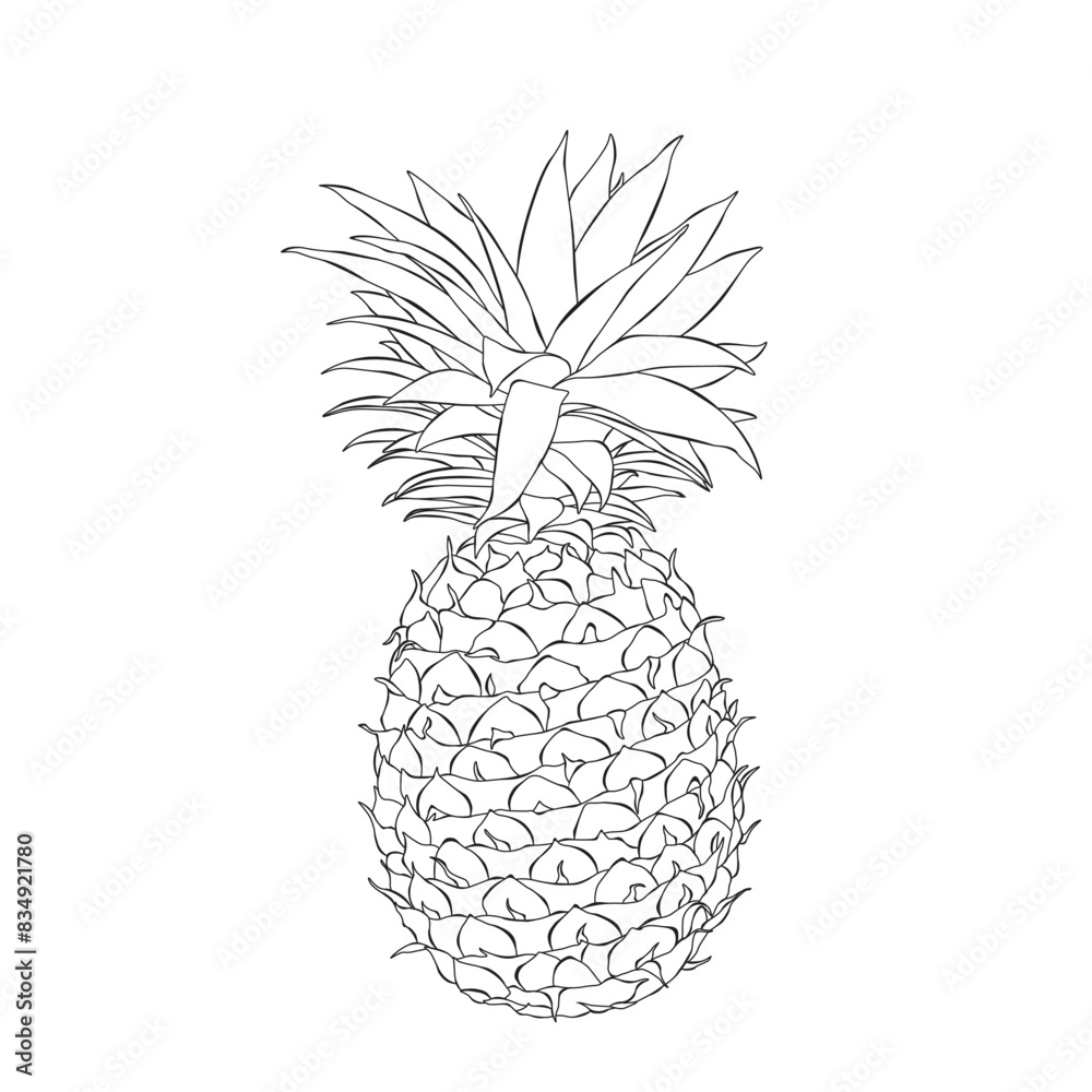 Pineapple outline hand drawn vector illustration on white backgroung Pineapple outline hand drawn vector illustration on white backgroung