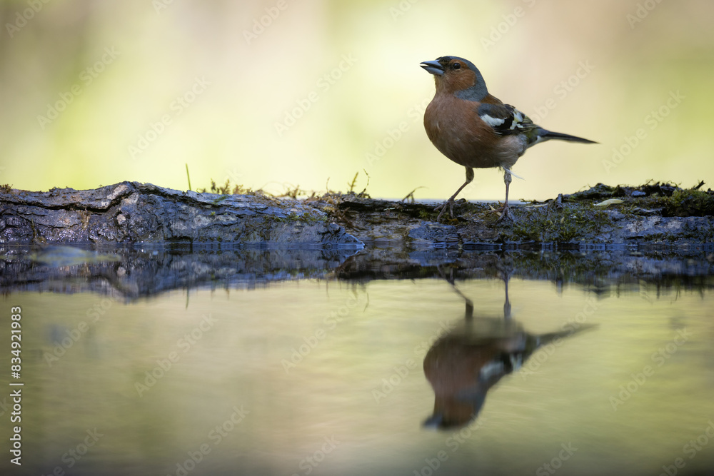 Obraz premium Bird male chaffinch Fringilla coelebs perching on forest puddle, spring time