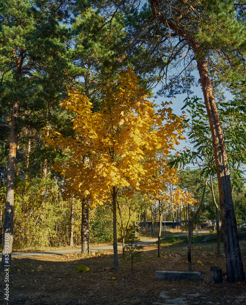 Naklejka premium A warm autumn morning, bright sun gives a good mood, a young maple grows among the pines, its leaves have become bright yellow to match the autumn sun, a beautiful autumn landscape
