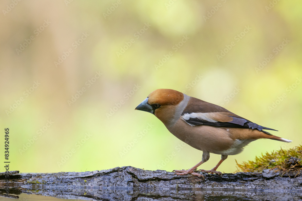 Bird Hawfinch Coccothraustes coccothraustes amazing bird green background forest pond Poland Europe Bird Hawfinch Coccothraustes coccothraustes amazing bird green background forest pond Poland Europe