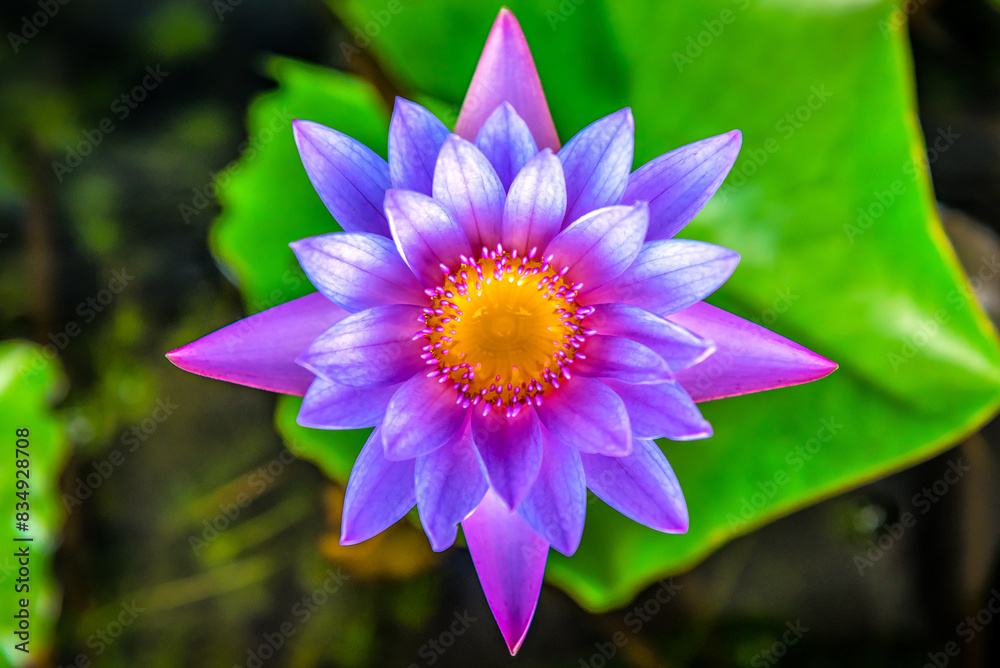 A beautiful waterlily or lotus flower in pond A beautiful waterlily or lotus flower in pond