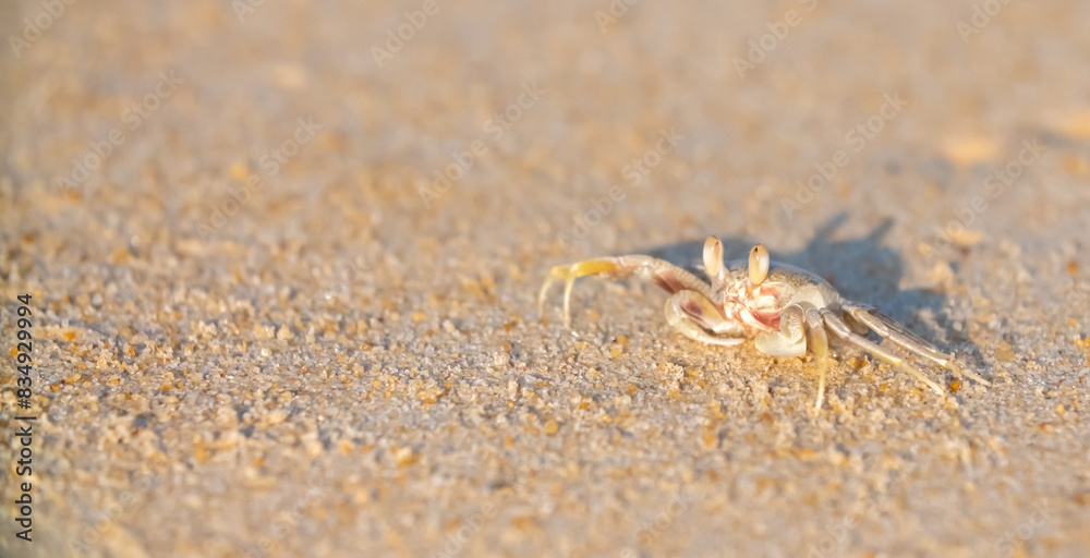 A crab on the beach is running on the white sand. Exotic animals in the resorts of tropical islands. The concept of a beach holiday in the tropics. A crab on the beach is running on the white sand. Exotic animals in the resorts of tropical islands. The concept of a beach holiday in the tropics.