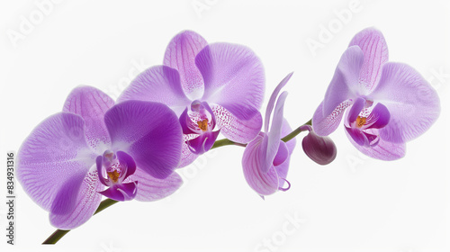 purple slipper flower in the white background Images are generated by AI