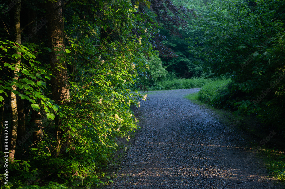 Fototapeta premium Footpath in a dense forest