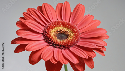 A vibrant orange gerbera daisy blooms in a summer bouquet