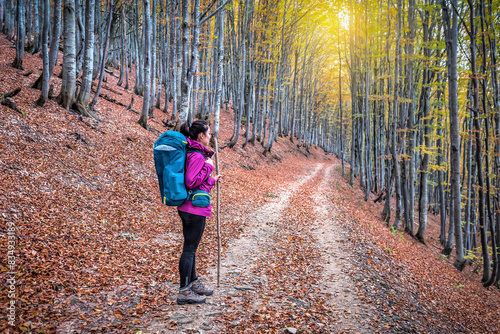 Tourist woman with backpack and wooden trekking stick hiking in beech forest