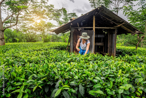 Woman in hat picking green tea leaves on organic plantation