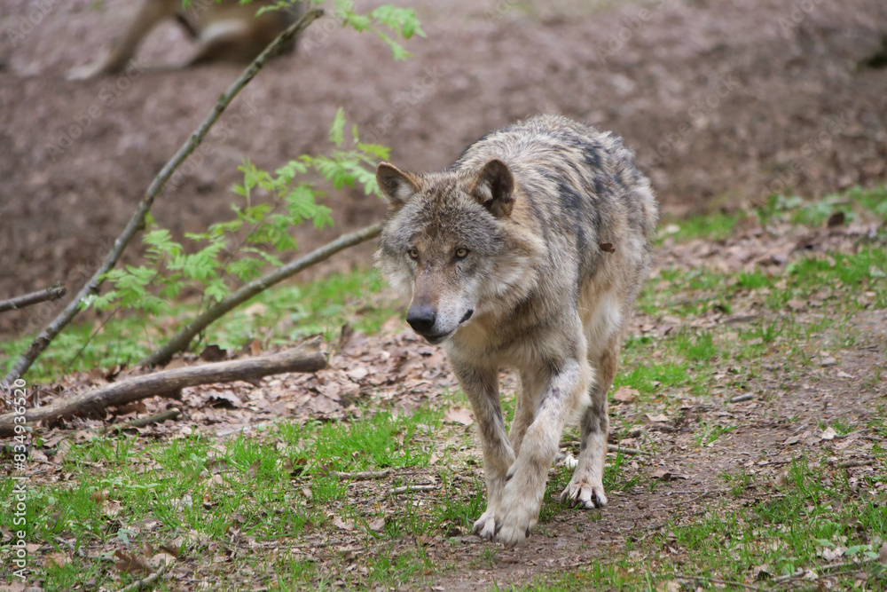 Europaescher Grauwolf in freier Natur