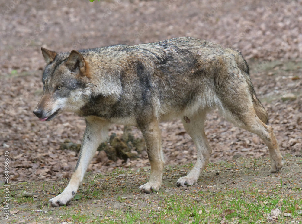 Wolf Wolf