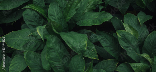 Full Frame of Green Leaves Pattern Background  Nature Lush Foliage Leaf Texture  tropical leaf 