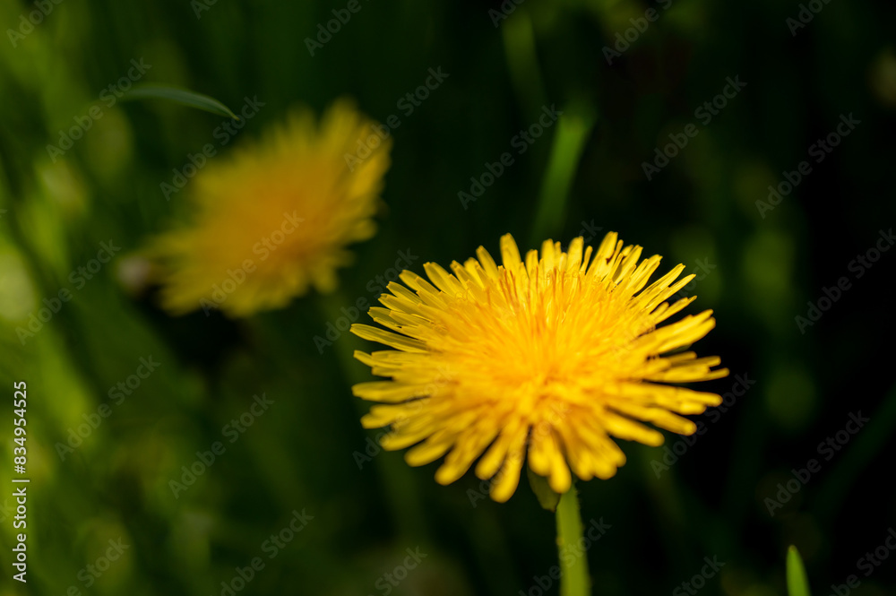 yellow dandelion flower on a green meadow, close-up yellow dandelion flower on a green meadow, close-up