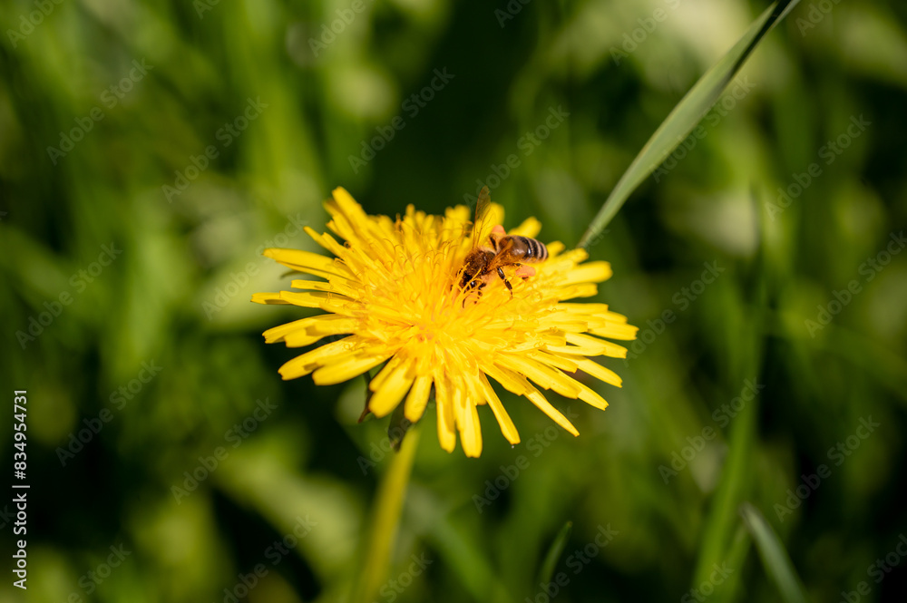 Bee on a yellow dandelion flower in the meadow. Bee on a yellow dandelion flower in the meadow.