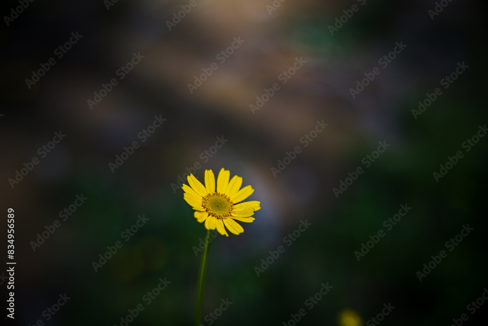 Natur - Farn - Blume