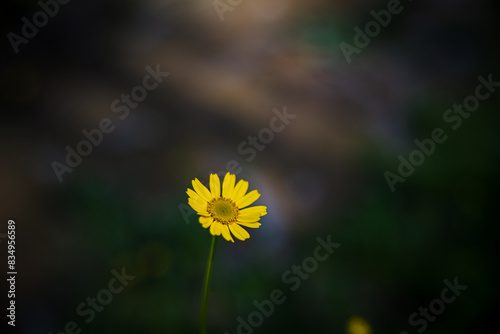 Obraz na płótnie Natur - Farn - Blume w salonie