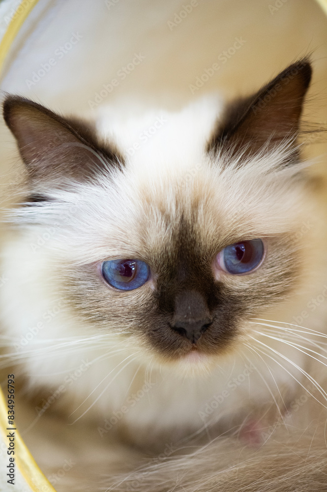 Fototapeta premium Junge Heilige Birma Katze
