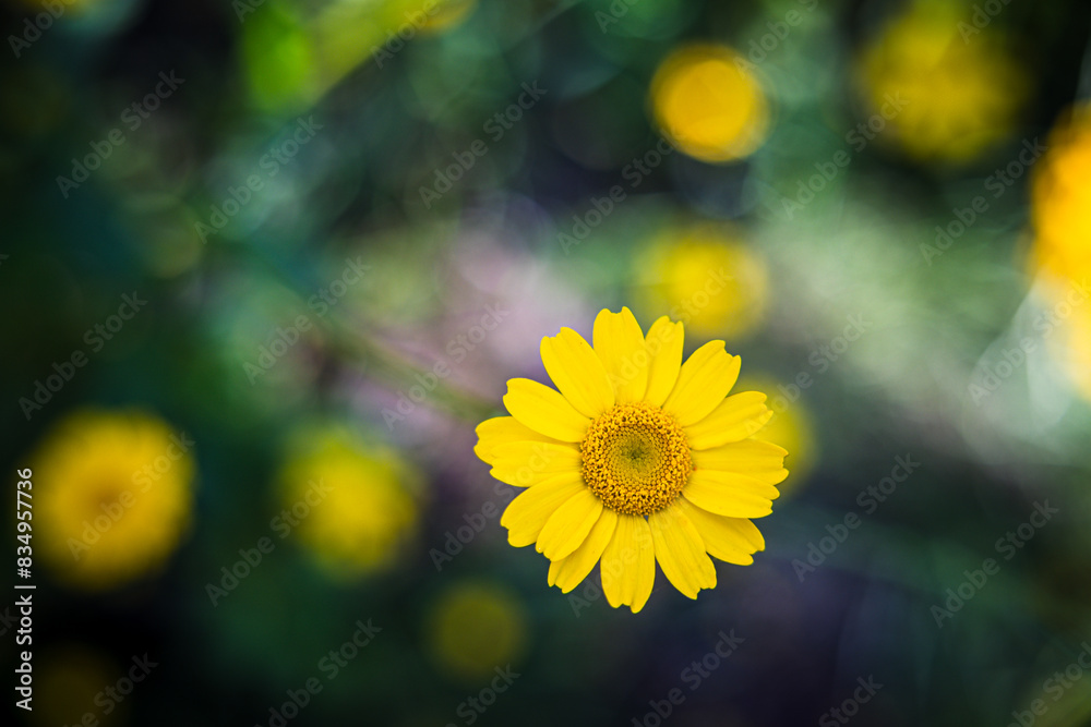 Blumen