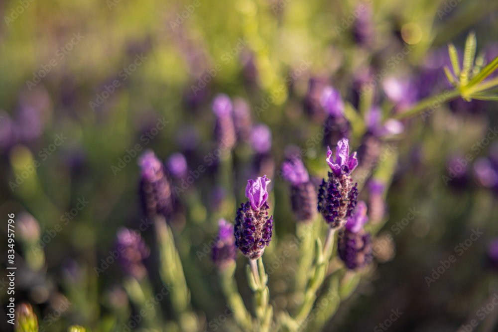 Blumen