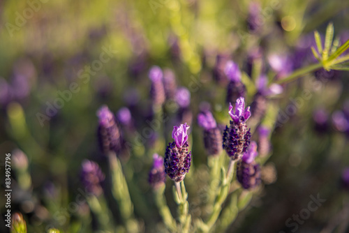 Obraz na płótnie Blumen w salonie