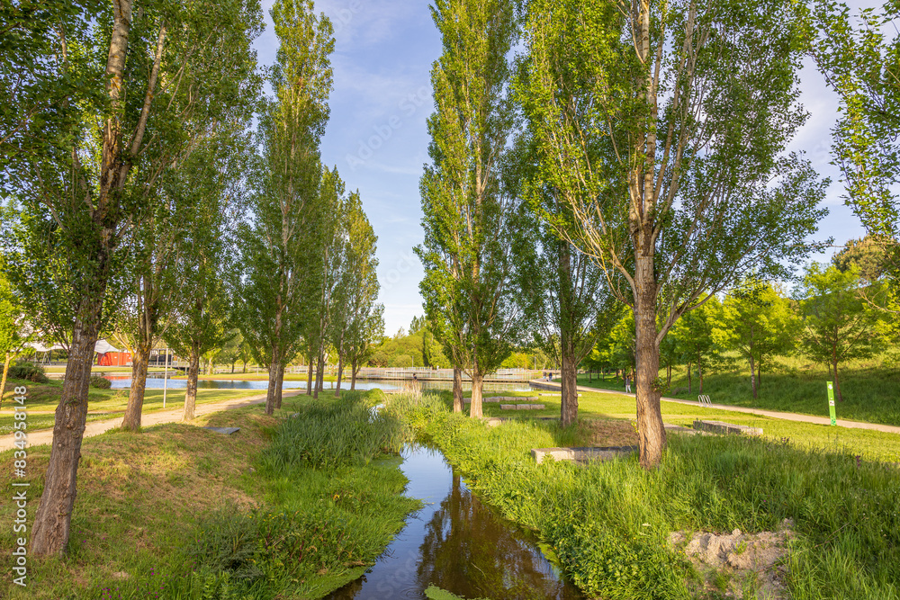 Pappelbaum - Park