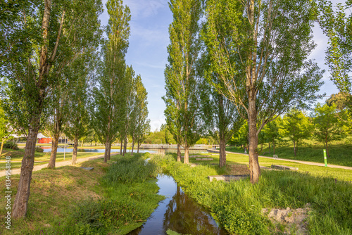 Obraz na płótnie Pappelbaum - Park w salonie