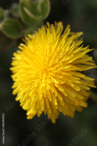 yellow flower of a dandelion