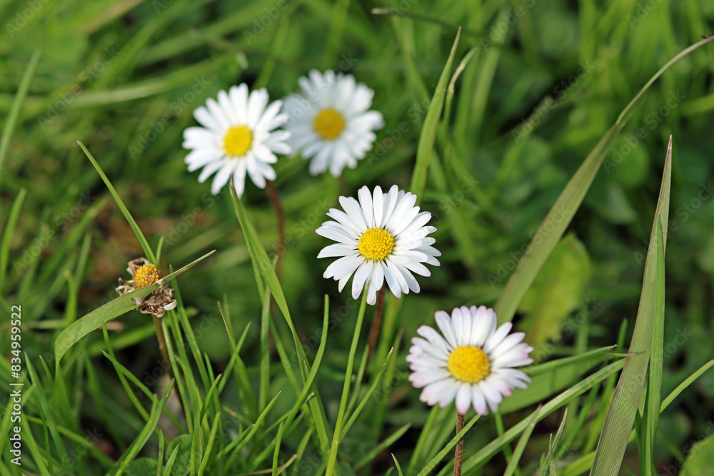 Obraz premium daisy flower in grass
