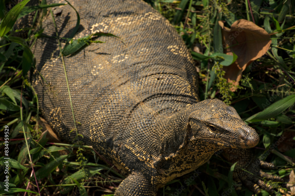 Obraz premium Capture the mesmerizing gaze of a monitor lizard as it looks up. This high-resolution wildlife photograph is perfect for nature enthusiasts and reptile lovers. Ideal for prints and educational use.