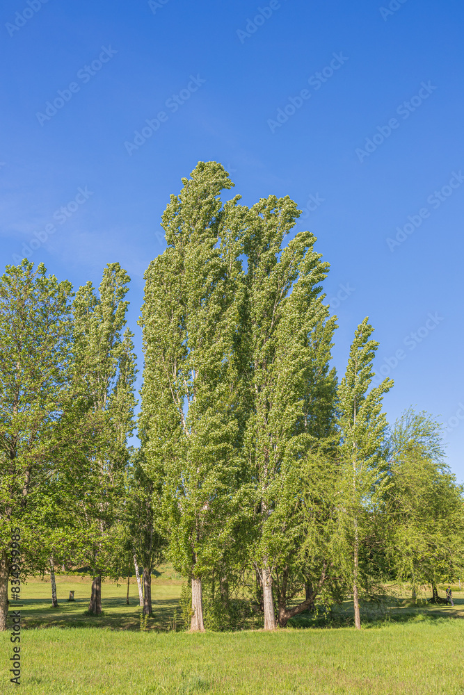 Pappelbaum - Park
