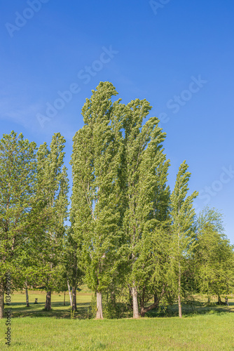 Pappelbaum - Park