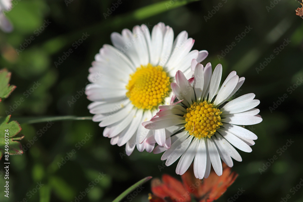 Fototapeta premium daisy flower closeup