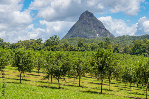 A large pointed mountain visible above rows of fruit trees in an orchard photo