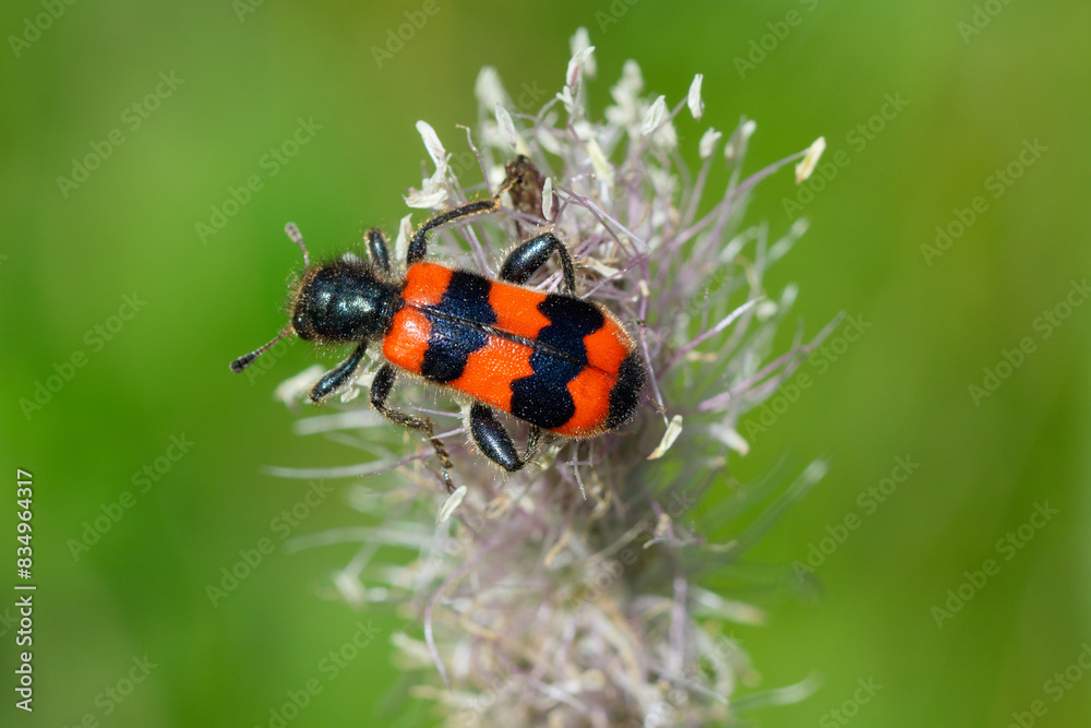 Obraz premium Close up of bee beetle (Trichodes apiarius) sitting on hoary plantain blossom