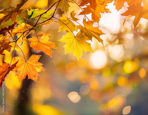 Autumn seasonal tree leaves in magic gold colored sunlight.