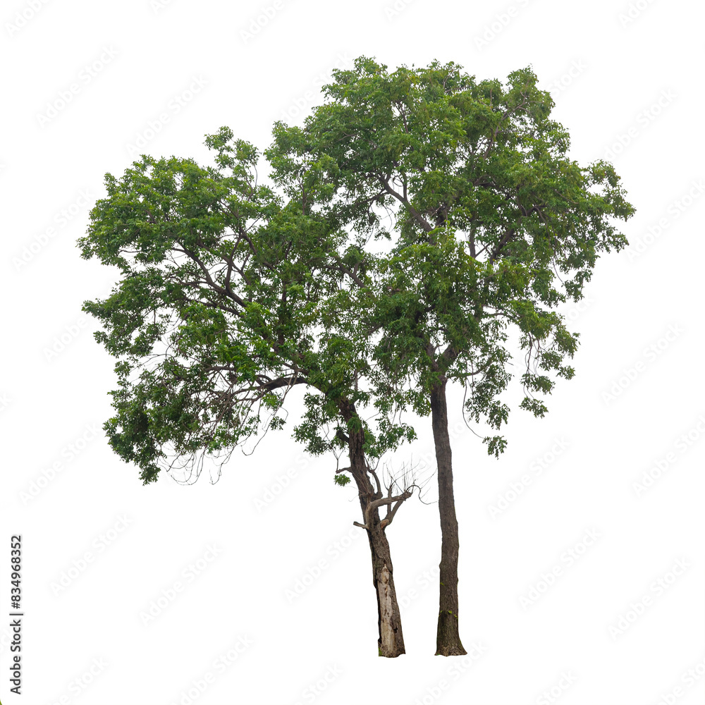 Isolated tree on white background Isolated tree on white background