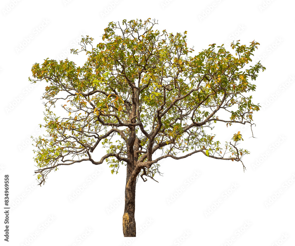 Obraz premium Tree isolated on transparent background with clipping path and alpha channel..