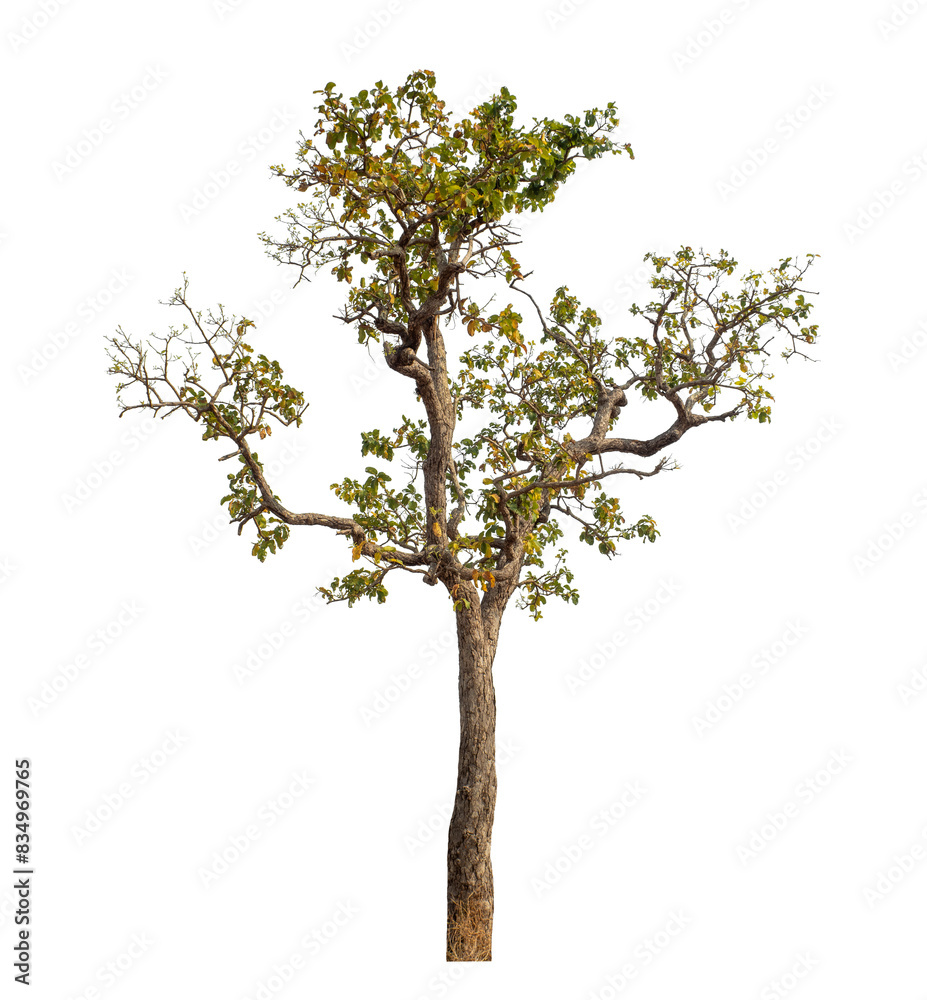 Tree isolated on transparent background with clipping path and alpha channel. Tree isolated on transparent background with clipping path and alpha channel.