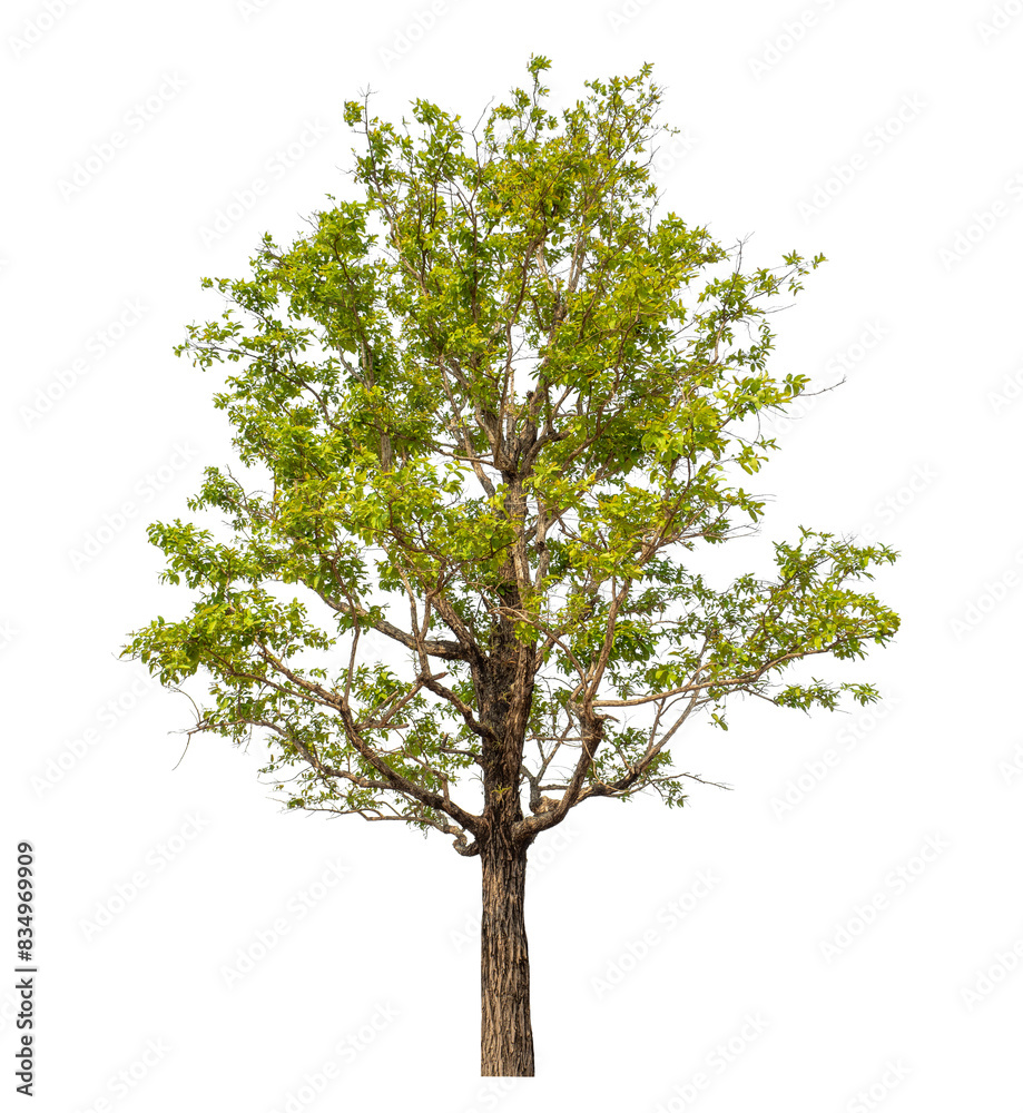 Obraz premium Green tree isolated on transparent background with clipping path and alpha channel.