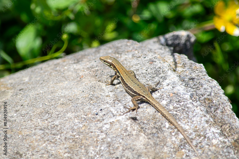 lizard on a stone lizard on a stone
