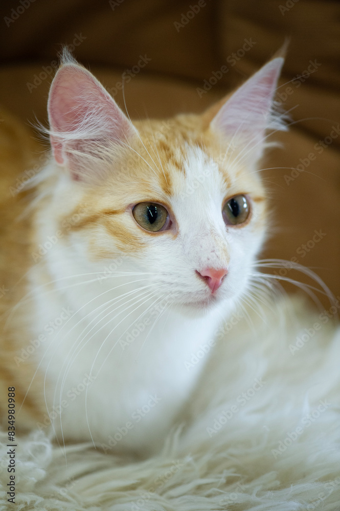 Porträt einer Türkisch Angora Katze Porträt einer Türkisch Angora Katze