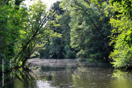 river in the forest