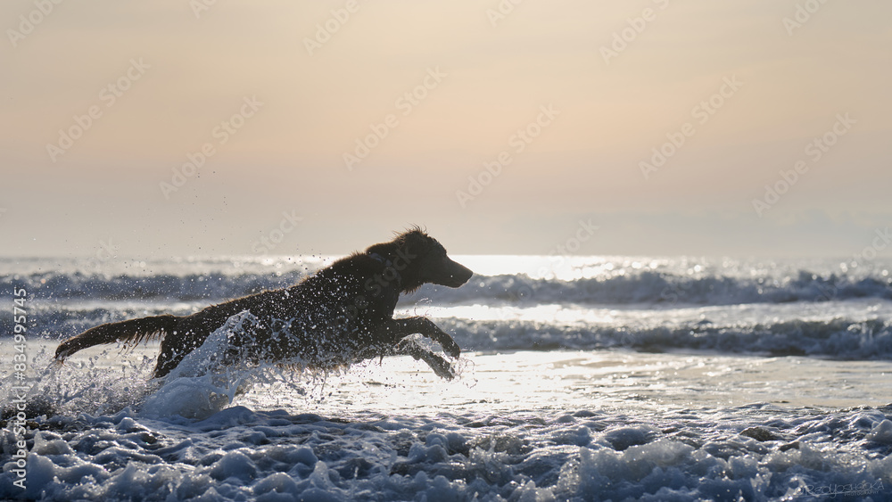 Obraz premium 朝日と海とワイマラナー