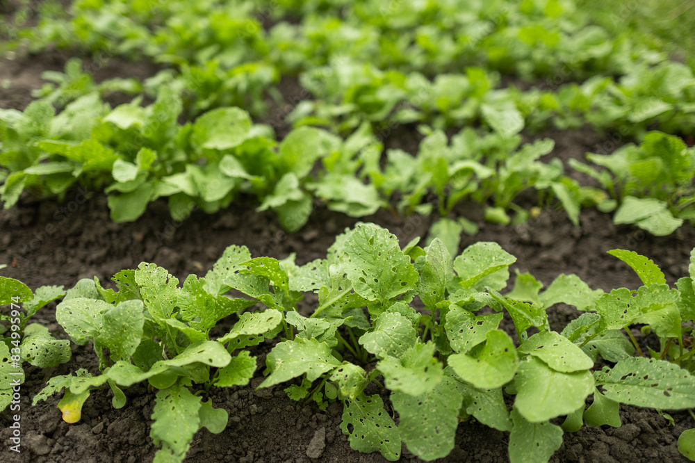 radish plants growing in the greenhouse, radish cultivation