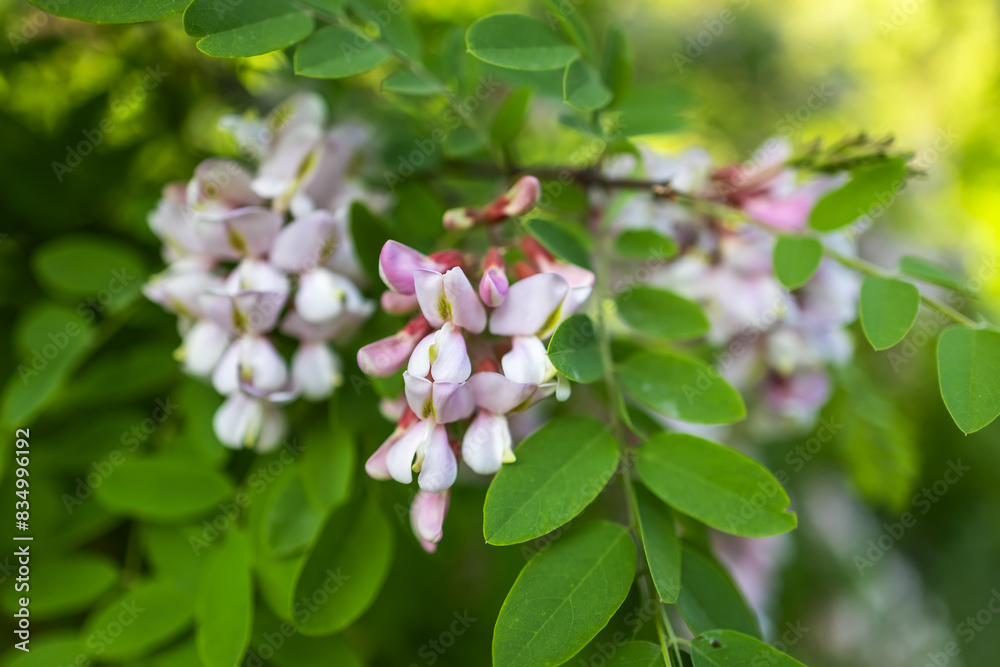 Pink acacia flowers, fragrant spring flowers Pink acacia flowers, fragrant spring flowers