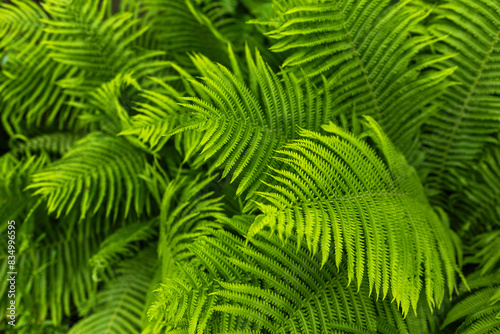 green fern leaves petals background. Vibrant green foliage. Tropical leaf. Exotic forest plant © eliosdnepr