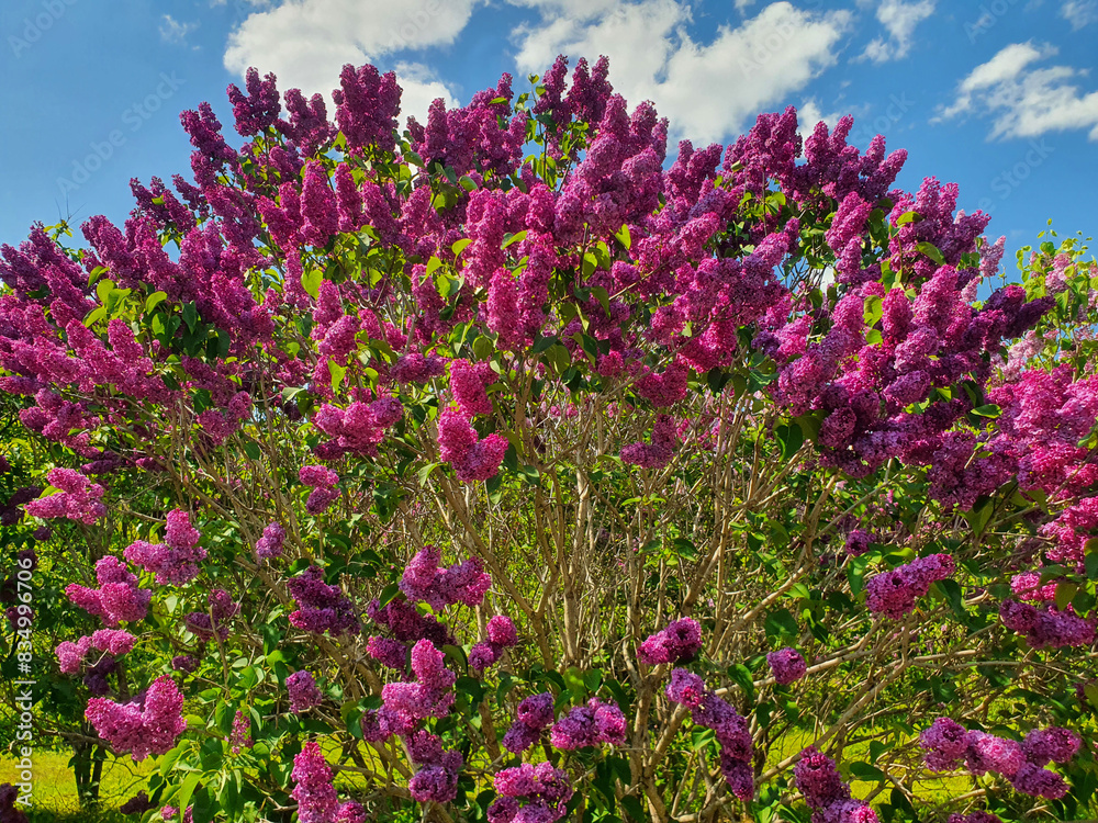 flowers in the park, lilac, roses, flower bushes, spring flowers in the park, lilac, roses, flower bushes, spring