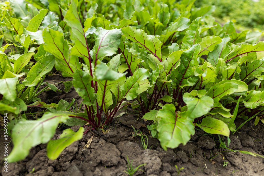 Young fresh beet leaves. Beetroot plants in a row from a close distance Young fresh beet leaves. Beetroot plants in a row from a close distance