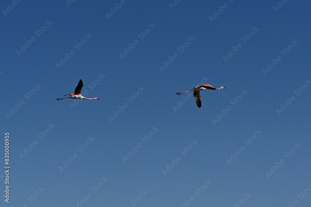 pink flamingos in flight against blue sky pink flamingos in flight against blue sky