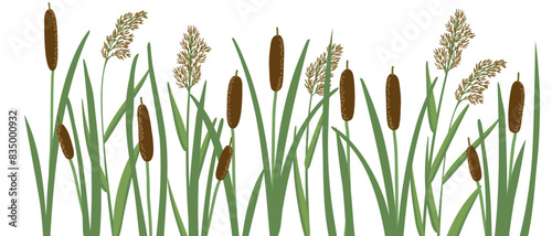 lesser bulrush and reed, narrowleaf cattail, reedmace, vector drawing wild plants at white background,floral border, hand drawn botanical illustration