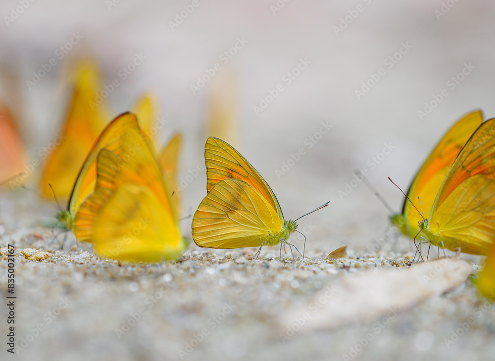 Butterflies eat food on the sand.
Butterflies eat food on the sand.